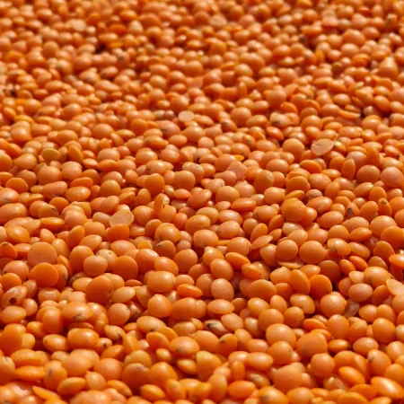 Red Lentils