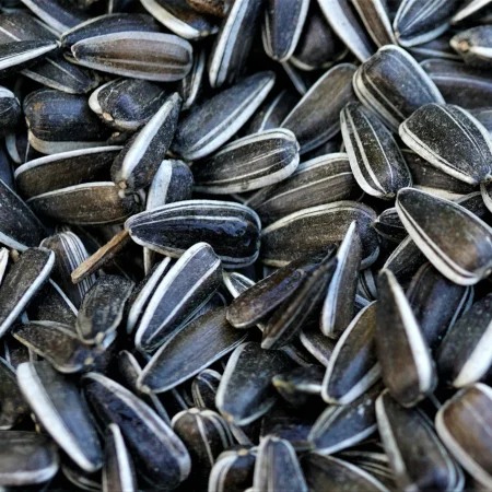 Sunflower Seeds